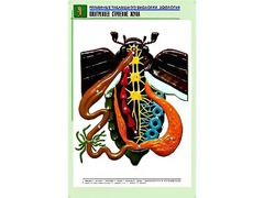Рельефная таблица "Внутреннее строение жука" (формат А1, матовое ламинирование) - fgospostavki.ru - Тула