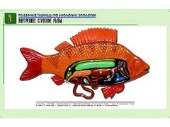 Рельефная таблица "Внутреннее строение рыбы" (формат А1, матовое ламинирование) - fgospostavki.ru - Тула