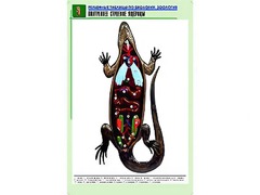 Рельефная таблица "Внутреннее строение ящерицы" (формат А1, матовое ламинирование) - fgospostavki.ru - Тула