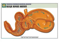 Рельефная таблица "Желудок жвачного животного" (формат А1, матовое ламинирование) - fgospostavki.ru - Тула