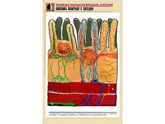 Рельефная таблица "Ворсинка кишечная с сосудом" (формат А1, матовое ламинирование) - fgospostavki.ru - Тула