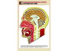 Рельефная таблица "Сагиттальный разрез головы" (формат А1, матовое ламинирование) - fgospostavki.ru - Тула