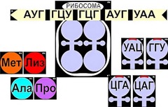 Модель-аппликация "Биосинтез белка" (ламинированная) - fgospostavki.ru - Тула
