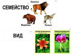 Модель-аппликация "Классификация растений и животных" (ламинированная) - fgospostavki.ru - Тула