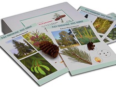 Коллекция "Голосеменные растения" - fgospostavki.ru - Тула