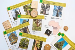 Коллекция "Древесные растения и их распространение" (демонстрационная) - fgospostavki.ru - Тула