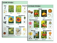 Коллекция "Семена и плоды" - fgospostavki.ru - Тула