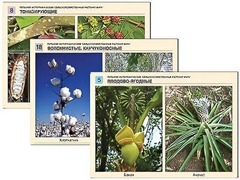 Гербарий фотографический "Сельскохозяйственные растения мира" - fgospostavki.ru - Тула