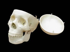 Модель "Череп человека" - fgospostavki.ru - Тула