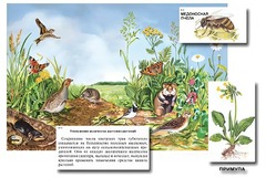 Магнитный плакат-аппликация "Луг: биоразнообразие и взаимосвязи в сообществе" - fgospostavki.ru - Тула
