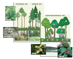 Гербарий фотографический "Растительные сообщества. Лес" (раздаточный) - fgospostavki.ru - Тула