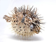 Сухой препарат "Еж-рыба морская" - fgospostavki.ru - Тула