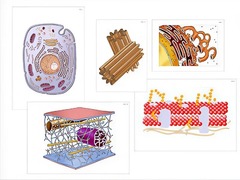Модель-аппликация "Строение клетки" (ламинированная) - fgospostavki.ru - Тула