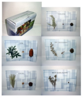 Коллекция "Голосеменные растения" - fgospostavki.ru - Тула