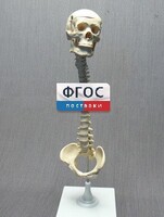 Модель "Позвоночник с черепом и тазом" - fgospostavki.ru - Тула