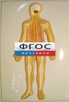 Модель барельефная "Нервная система человека" - fgospostavki.ru - Тула