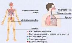 Интерактивные курсы. Биология 9 класс. Базовый. - fgospostavki.ru - Тула