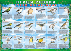 Комплект таблиц "Птицы России (4 листа)" (100х140 сантиметров, винил) - fgospostavki.ru - Тула