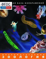 Зоология. Микрофотографии. (Цифровая база изображений) - fgospostavki.ru - Тула