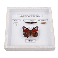 Коллекция энтомологическая "Развитие насекомых с полным превращением" - fgospostavki.ru - Тула