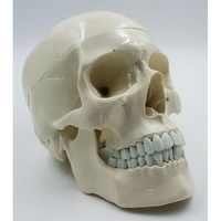 Модель "Череп" (белый) - fgospostavki.ru - Тула