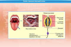 Интерактивные курсы. Биология 10 класс. Базовый. - fgospostavki.ru - Тула