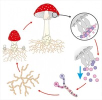 Модель-аппликация Размножение шляпочного гриба - fgospostavki.ru - Тула