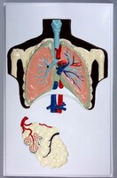 Модель барельефная "Строение легких" - fgospostavki.ru - Тула