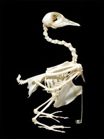 Скелет голубя - fgospostavki.ru - Тула