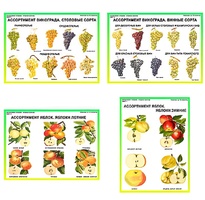 Плакаты ПРОФТЕХ "Ассортимент плодово-ягодных культур" (19 пл, винил, 70х100) - fgospostavki.ru - Тула