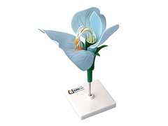 Модель цветка гороха - fgospostavki.ru - Тула