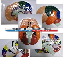 Модель барельефная "Доли, извилины, цитоархитектонические поля головного мозга" (5 планшетов) - fgospostavki.ru - Тула