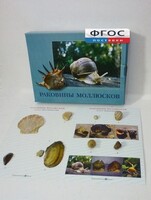 Коллекция "Раковины моллюсков" - fgospostavki.ru - Тула