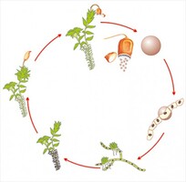 Модель-аппликация Размножение мха - fgospostavki.ru - Тула