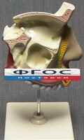 Модель "Разрез носоглотки" - fgospostavki.ru - Тула