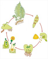 Модель-аппликация Размножение папоротника - fgospostavki.ru - Тула