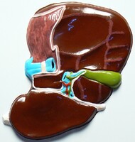 Модель барельефная "Печень" (висцеральная поверхность) - fgospostavki.ru - Тула