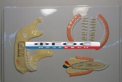 Модель барельефная "Челюсть человека" - fgospostavki.ru - Тула