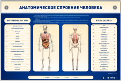 Электрифицированный стенд-тренажер c макетом скелета "Анатомическое строение человека" - fgospostavki.ru - Тула