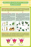 Стенд "Способы размножения растений" - fgospostavki.ru - Тула