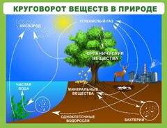 Стенд "Круговорот веществ" - fgospostavki.ru - Тула