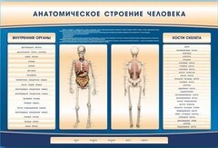 Электрифицированный стенд-тренажер c макетом скелета "Анатомическое строение человека" - fgospostavki.ru - Тула