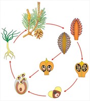 Модель-аппликация Размножение сосны - fgospostavki.ru - Тула