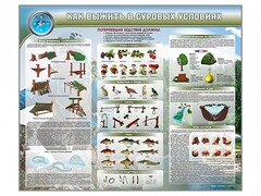 Стенд "Как выжить в суровых условиях" - fgospostavki.ru - Тула