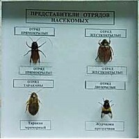 Коллекция энтомологическая "Представители отряда насекомых" - fgospostavki.ru - Тула