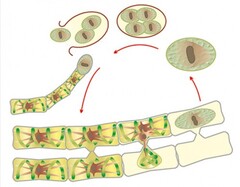 Модель-аппликация Размножение многоклеточной водоросли - fgospostavki.ru - Тула