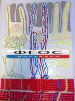 Модель барельефная "Ворсинка кишечная с сосудистым руслом" - fgospostavki.ru - Тула