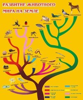 Стенд "Развитие животного мира на земле" - fgospostavki.ru - Тула