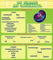 Стенд "От клетки до организма" - fgospostavki.ru - Тула