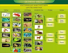 Стенд "Систематика животных" - fgospostavki.ru - Тула